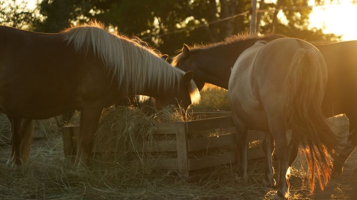 Photo 3 de Shetland